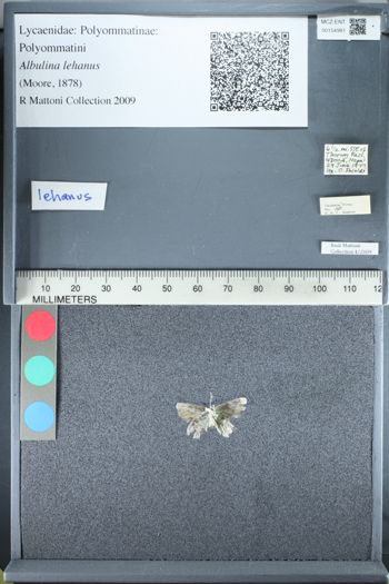 Media type: image;   Entomology 154981